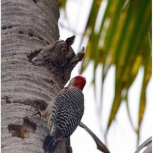 Create meme: woodpecker, Right now, I'll punch will break