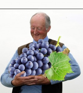 Create meme: grapes