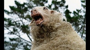 Create meme: dog, sheep, black sheep