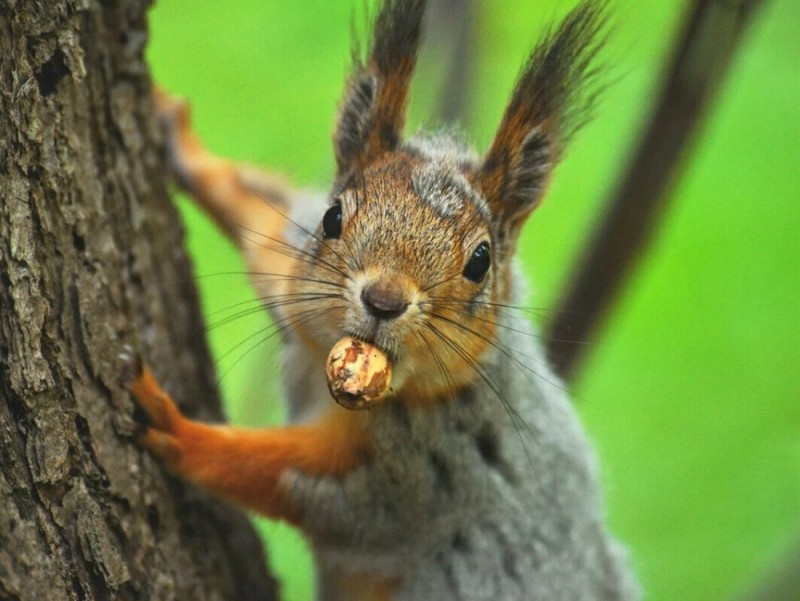 Create meme: protein , proteins , a squirrel with a nut