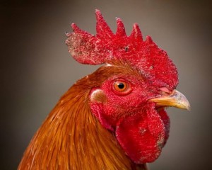 Create meme: beak, chicken, talking birds