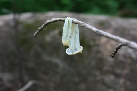 Create meme: Podyelniki, a condom in a tree, Podyelniki common