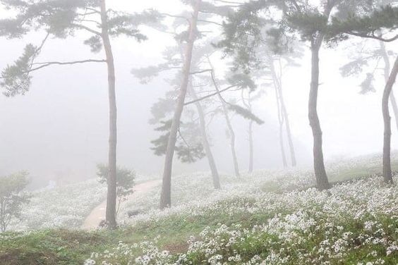 Создать мем: лес, леса крыма, крымский лес