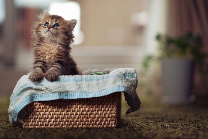 Create meme: the most beautiful kitten in the world, adorable kittens, the cutest kitten