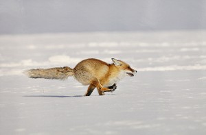 Создать мем: мем лиса, yaban hayatı, red fox