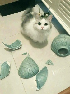 Создать мем: коты, котэ, кот кот