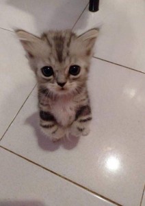 Создать мем: американская короткошёрстная кошка, шотландская кошка, cats cute