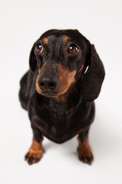 Create meme: smooth - haired dachshund, dachshund breed dog, black dachshund