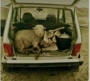 Создать мем: авто, перевозка ягненка в легковом автомобиль, овечка в машине