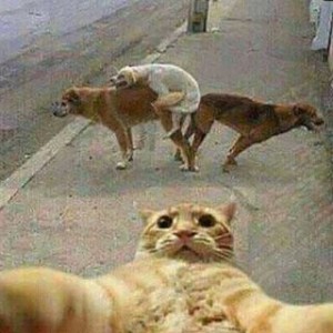 Create meme: cat selfie with the dogs, cat funny, cat