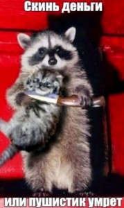 Create meme: cute little Coon, enotik, raccoon gargle