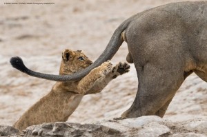 Create meme: lioness and lion funny, and the lioness, lions mating