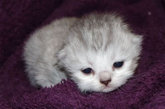 Create meme: Scottish fold cat, kitties , Scottish kittens 