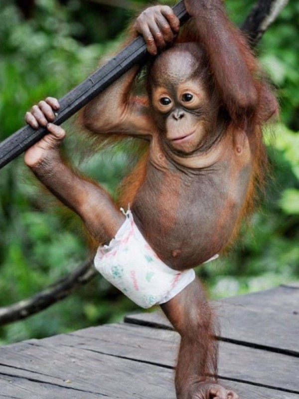 Create meme: orangutan baby, the orangutan is small, the orangutan is funny