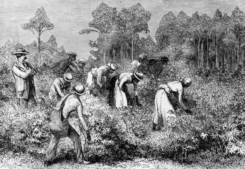 Create meme: cotton plantation usa 19th century, cotton plantations slaveholders of america, slavery in the USA 19th century on cotton plantations