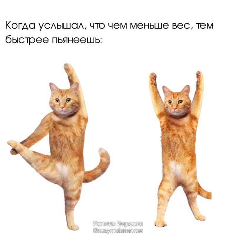 Создать мем: танцующий кот, коты с поднятыми лапами, йога кот