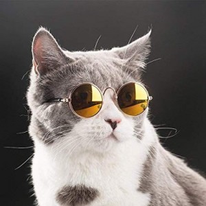Создать мем: очки модные, коты, очки