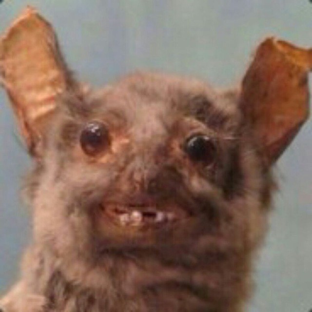 Create meme: demented animals, funny bat, scary bat