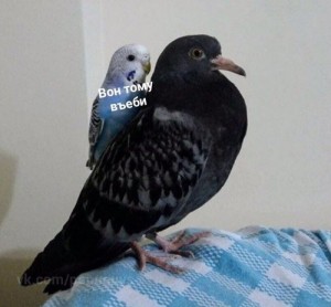Create meme: pigeons doves, dove