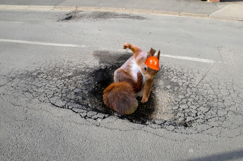Create meme: A fox on the road, Fox , The cat in March