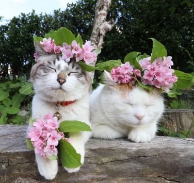 Создать мем: весенний котик, животные милые, cat cat