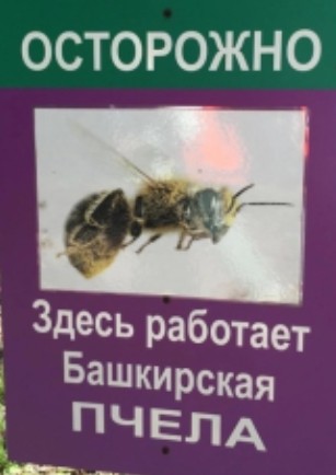 Create meme: bees, bee wasp bumblebee, Bashkir bee