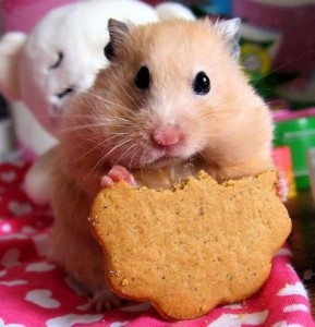 Create meme: dwarf hamster, the cookie, hamster