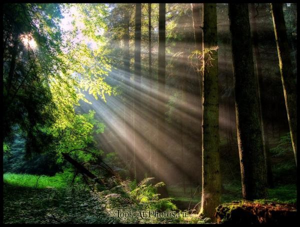 Create meme: the rays of the sun in the forest, sun forest, Three rays of the sun in the forest