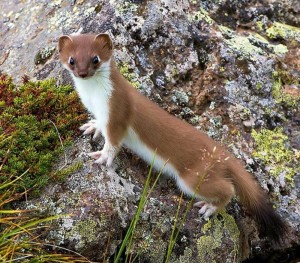 Create meme: ermine, weasel