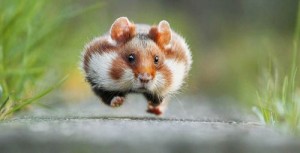 Create meme: wildlife, animals, hamster