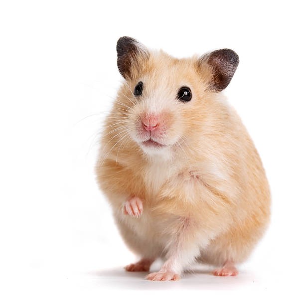 Create meme: The Syrian hamster is white, hamster , hamster on white background