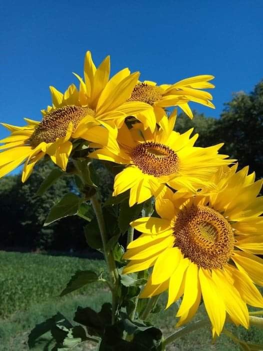 Create meme: sunflower , sunflower field, sunflower flower