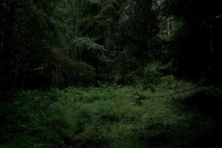 Create meme: dark forest, creepy forest, dark forest