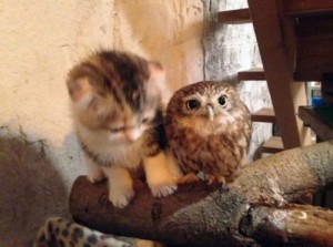 Create meme: animals cute, cat owl, kitten and owl