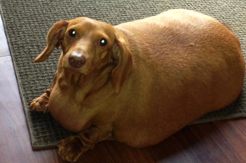 Create meme: fat dachshund, fat dachshund, Dachshund 
