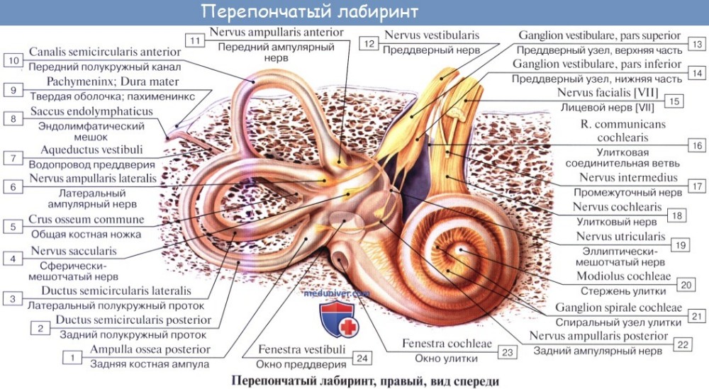 Стенки преддверия уха