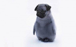 Создать мем: pug, Мопс, мопс на белом фоне