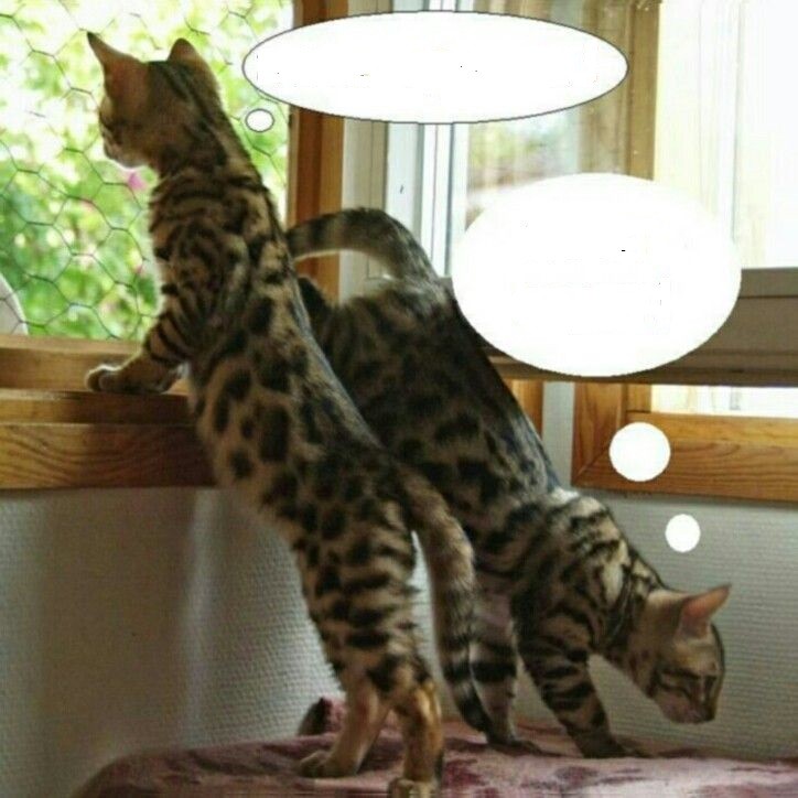 Create meme: Bengal cat, Bengal kittens, bengal domestic cat