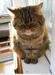 Create meme: sad cat, cats, sad fat cat