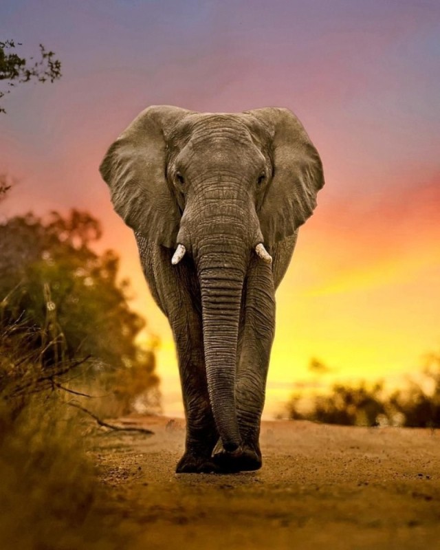Создать мем: животные слон, африканский саванный слон, африка слон