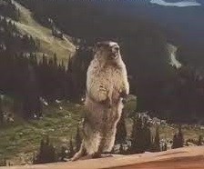 Create meme: a groundhog screams in the mountains, a groundhog screams in the mountains, the screaming gopher