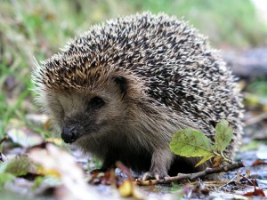 Создать мем: ёж ежи, европейский лесной еж, лесной еж