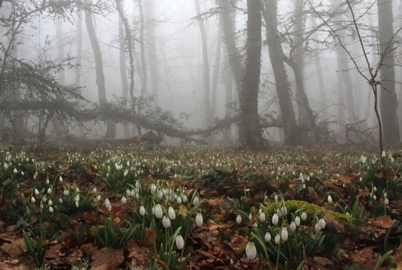 Create meme: snowdrops in the forest, glade of snowdrops, spring forest