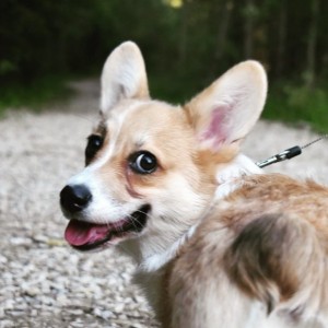 Create meme: puppy Welsh Corgi, breed Welsh Corgi, Corgi