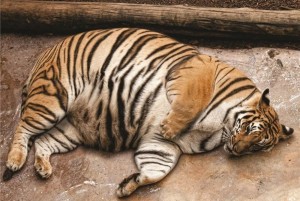 Create meme: tiger, striped tiger, fat Siberian tiger