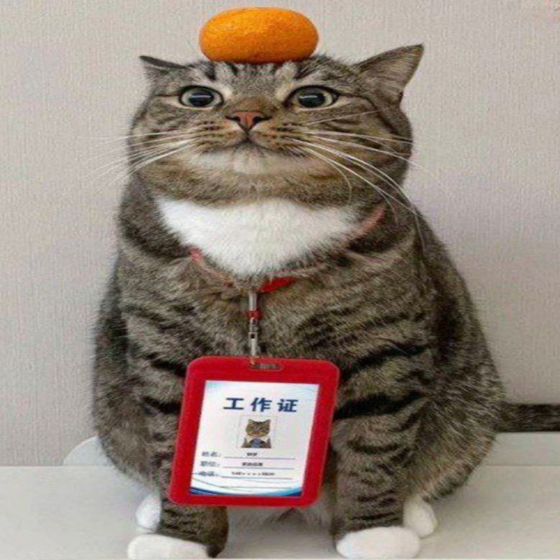 Create meme: cat with caviar, The mandarin cat, cat 