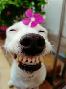 Create meme: doggy smiles, smiling dog, dog Ulybka