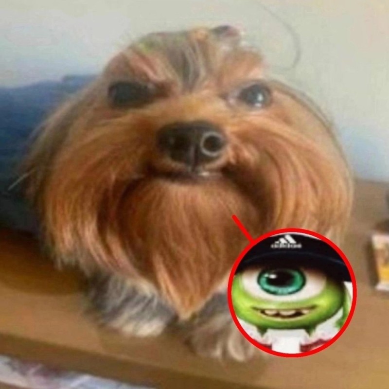 Create meme: dog Yorkshire Terrier, Yorkshire Terrier , The Yorkshire Terrier is angry