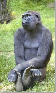 Create meme: gorilla, the male gorilla