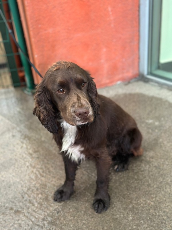 Create meme: english cocker spaniel, brown spaniel, Spaniel 